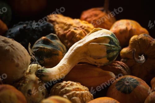 Preview: Dried Gourd Harvested In The Sunlight