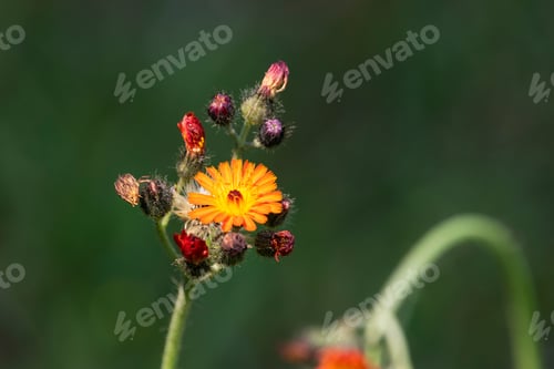 Preview: Little Yellow And Orange Hawkweed Flower