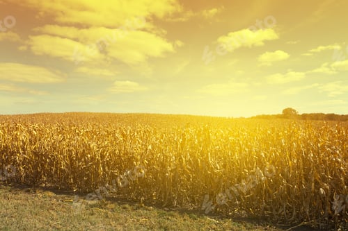Preview: American Country