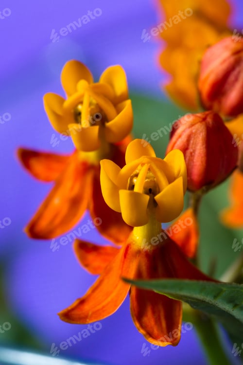 Preview: Close Up Of The Small Petals Of A Tropical Wildflower With Orange Petals Fount In Costa Rica