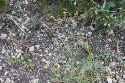 Preview: A Clump Of Desert Rock Pea Flowers 8750