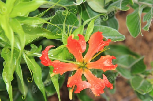 Preview: Fire Lily - Wild Flower Background From Africa - Nature'S Treasure Chest Of Colors, Red And Orange