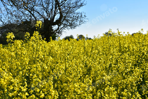 Preview: Old Tree Silhouetted Behind A Field Of Rape Seed.