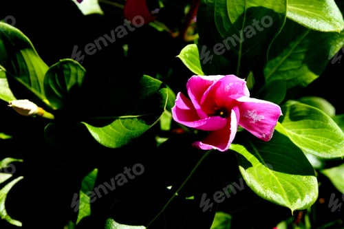 Preview: Vinca Plants With Purple And White Flowers 9917