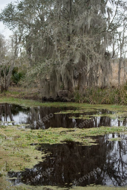 Preview: Trees With Spanish Moss In A Swamp