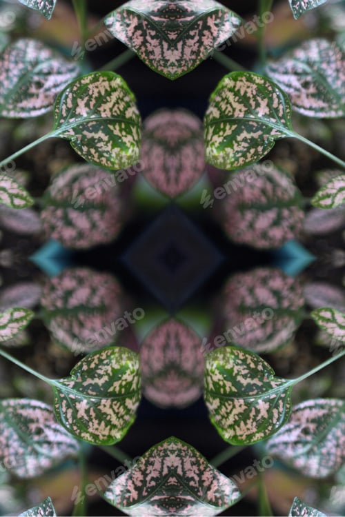 Preview: A Potted Pink Splash Plant Abstract With Lush Spotted Leaves 0273