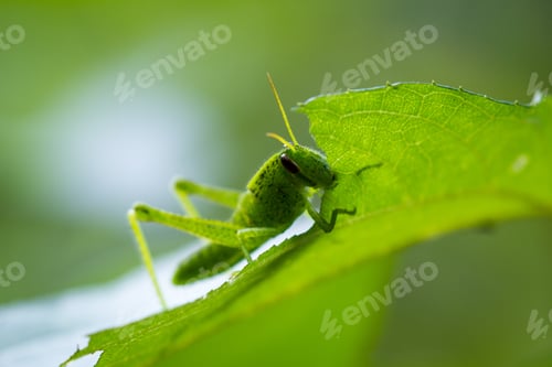Preview: Close Up Of A Small Grasshopper Feeding On A Green Leaf In The Rainforest Of Costa Rica