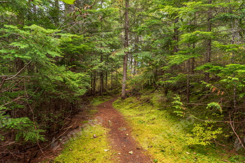 Preview: View At Mountain Trail In British Columbia, Canada. Mountains Background.