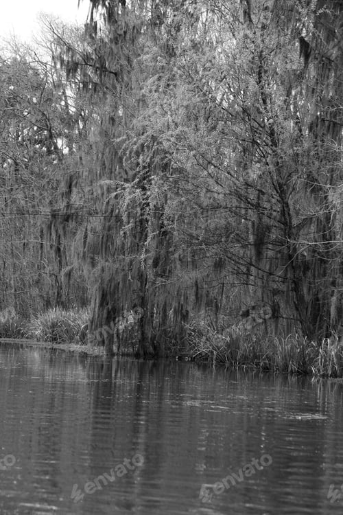 Preview: Trees And Grasses Reflected In Swamp Water, Black And White