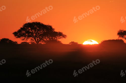 Preview: Sunset Background From Africa - Golden Nature And Her Beautiful Colors