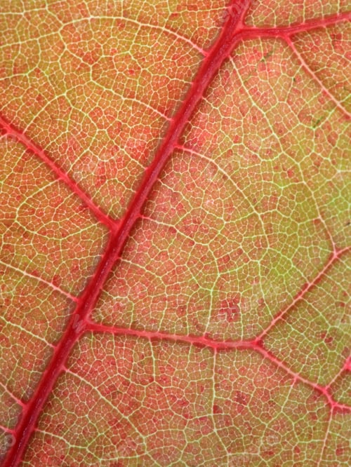 Preview: Leaf With Red Veins Macro Image