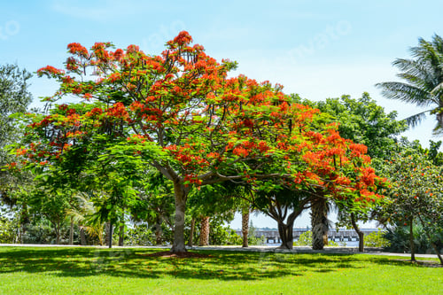 Preview: A Royal Poinciana Tree Blooming In A Florida Park
