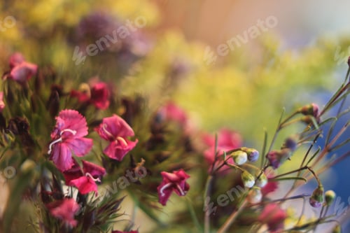 Preview: A Floral Bouquet With Pink Dianthus Barbatus And Multicolor Geraldton Wax Flowers 6292