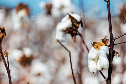 Preview: Closeup Of Blooming Cotton In A Field Ready For Harvest