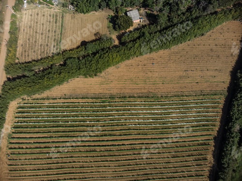 Preview: Mogi Das Cruzes, Brazil Jul 18, 2020 Aerial View Of Vegetable Crops And Legumes. The Region Is Part