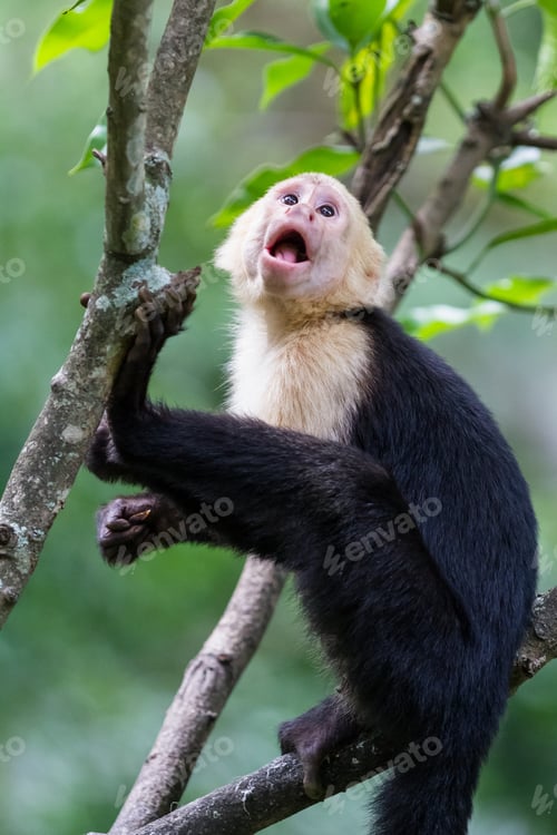 Preview: White Headed Capuchin Monkey In A Natural Park In Costa Rica