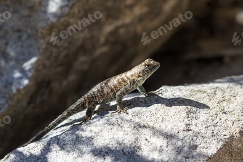 Preview: Close Up Of A Small Common Lizard Sunbathing On A Rock In The California Desert