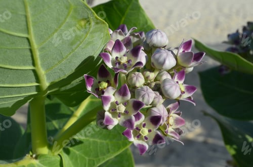 Preview: Very Pretty Blooming Wild Flowers In Aruba.