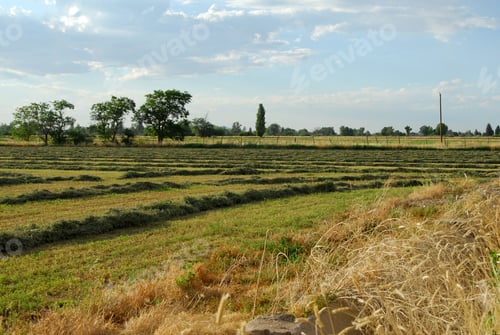 Preview: Fresh Cut Hay Waiting To Be Baled On A Farm In The Southwest. Farmlands And Ranches.