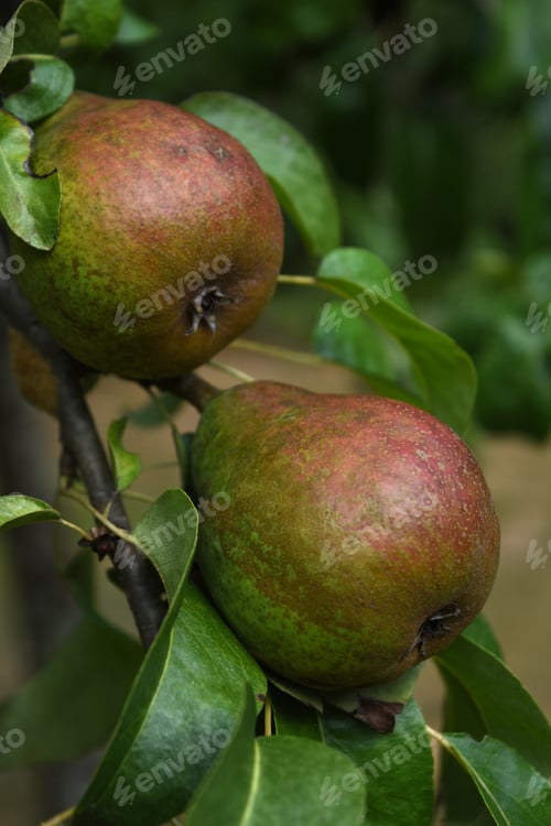 Preview: Fruit Tree With Pears Up Close And Personal.