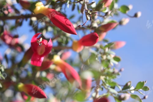 Preview: A Desert Penstemon Bush With Bright Pink Flowers 6539