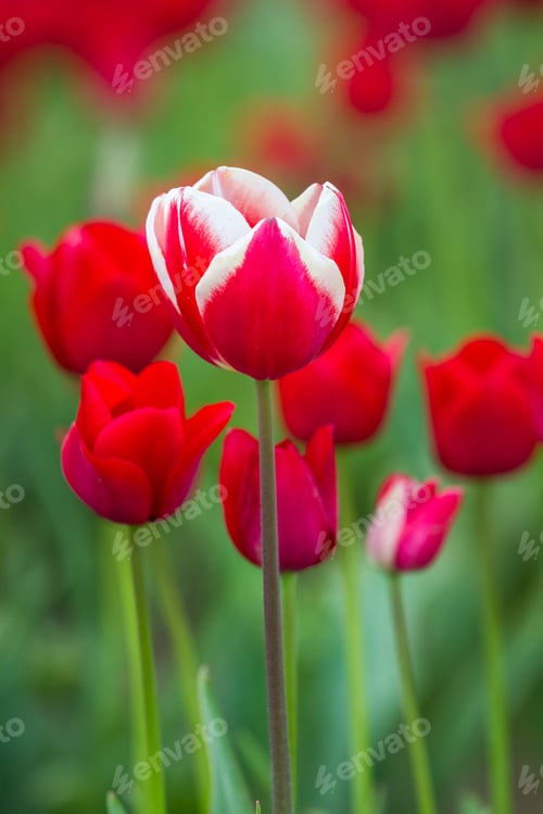 Preview: Beautiful Red And White Tulip In A Row Of Solid Red Tulips