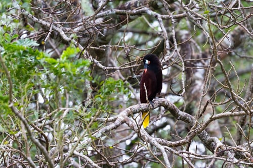 Preview: Black Oropendola Perched On A Jocote Tree In Costa Rica