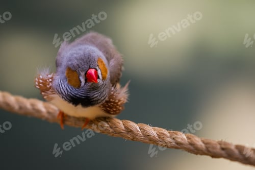 Preview: Small Grey Blue Bird With Orange Cheeks Standing On A Rope In The Back Yard