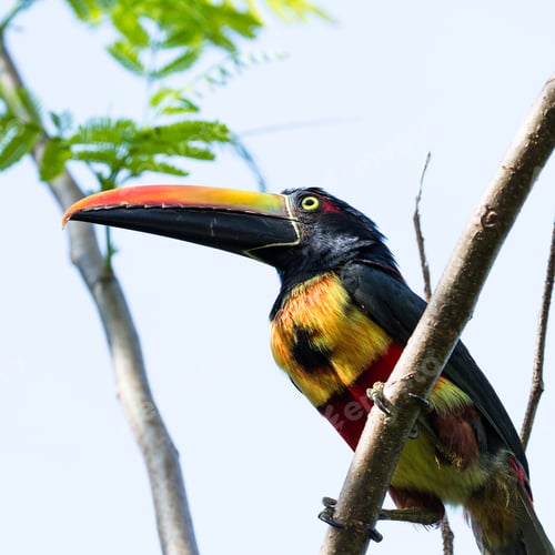 Preview: Fiery Billed Aracari Perched On A Small Branch In The Costa Rican Southern Pacific