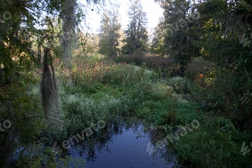 Preview: Trees Reflected In A Lake