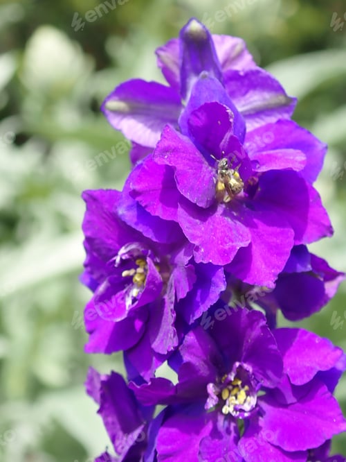 Preview: Field Of Blue Bonnets In Grass