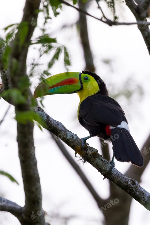 Preview: Close Up Of A Keel Billed Toucan Perched On A Branch In The Costa Rican Rainforest