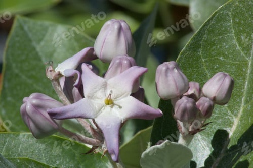 Preview: Purple Flowers In The Sunshine