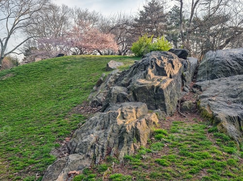 Preview: Spring In Central Park With Cherry Trees