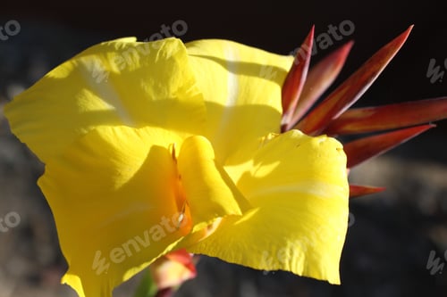 Preview: Punch Yellow Canna Lily Flowers 5641