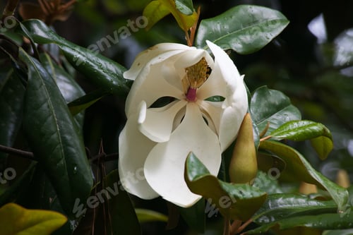 Preview: Magnolia Flower Open To The Sunshine