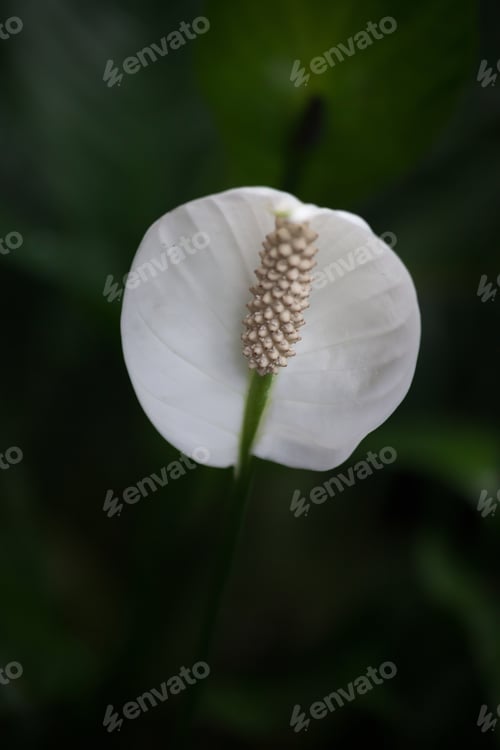 Preview: Peace Lily Blooming In A Garden