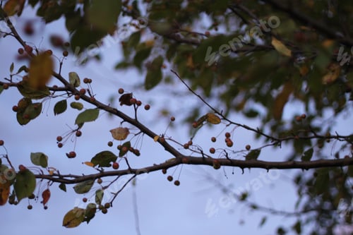 Preview: Silhouettes Of Crabapple Leaves And Berries Against A Colorful Sky. 2656