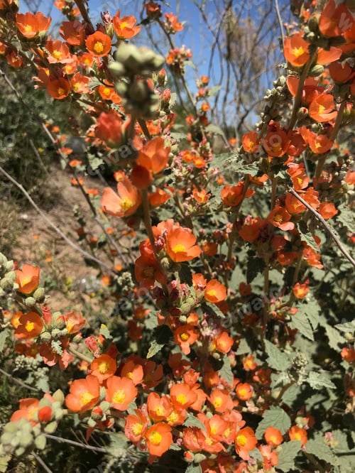 Preview: A Plant With Orange Flowers