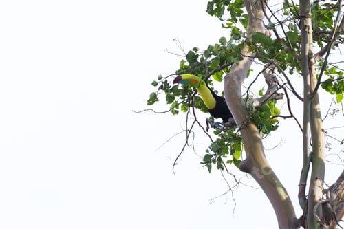 Preview: Keel Billed Tucan, A Beautiful Bird With Vivid Colors Perched On A Tree In The Rainforest Of Costa