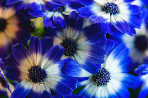Preview: First Day In New Spring - Beautiful Blue Flowers Close Up In The Garden 2.