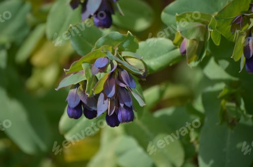 Preview: Ireland'S Pretty Purple Flowers Blooming On A Sunny Day.