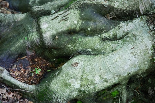 Preview: Abstract Natural Tree Roots