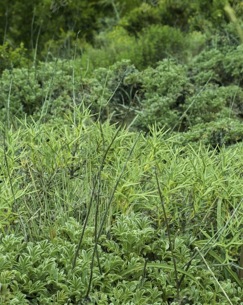 Preview: Detail Of The Forest Floor Of Patagonianâ´S Region.