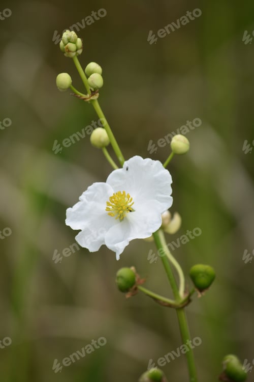 Preview: Close Up Look At A Blooming White Flower In Barataria Preserve.