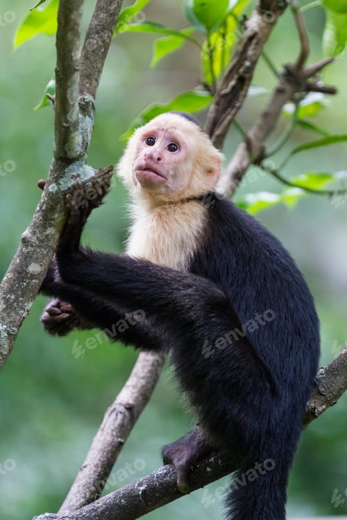 Preview: White Headed Capuchin Monkey In A Natural Park In Costa Rica