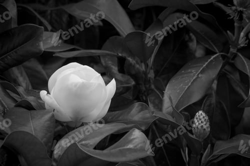 Preview: Magnolia Flower Blooming On The Tree