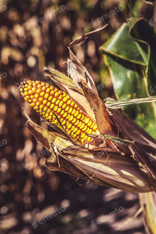 Preview: Corn Field (Patch)
