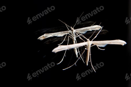 Preview: Flying Insect Standing Still On A Mirror With Multiple Reflections
