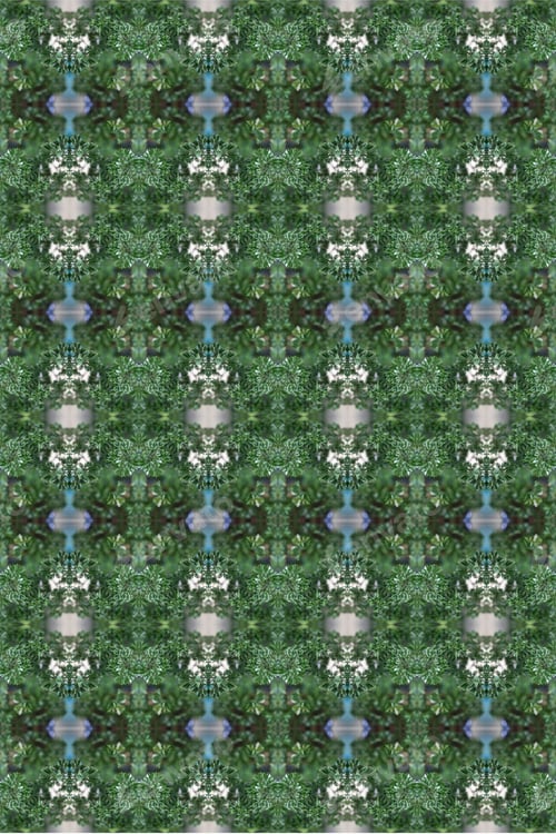 Preview: An Evergreen Ming Aralia Plant Abstract With Tiny Green Leaves 0320